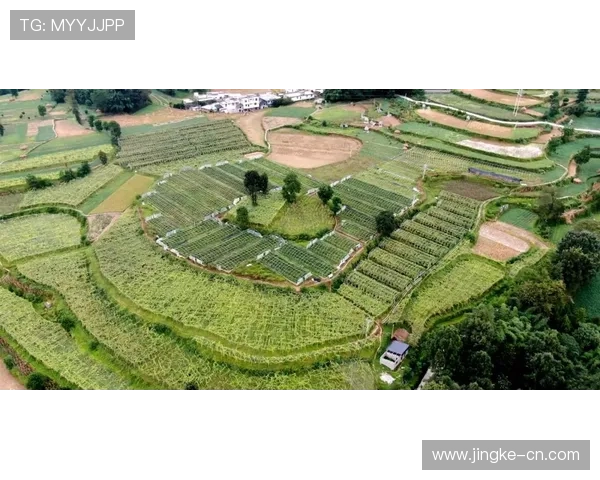 重庆乒乓球队的逆袭之路：从默默无闻到全国冠军的奋斗纪实